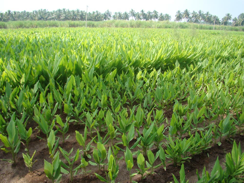 Cánh đồng nghệ chất lượng cao
