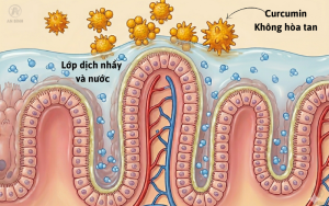 Curcumin bị cản trở của lớp màng ruột